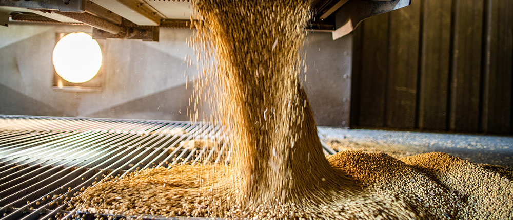 Soybeans falling from truck bottom to storage pit