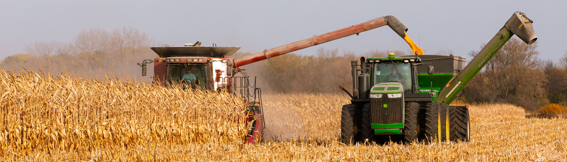 Harvesting corn