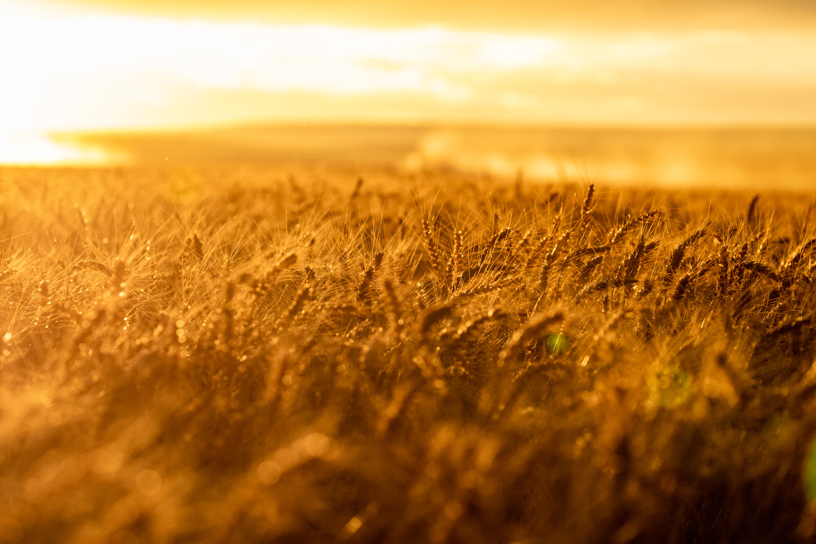 Wheat field at sunset