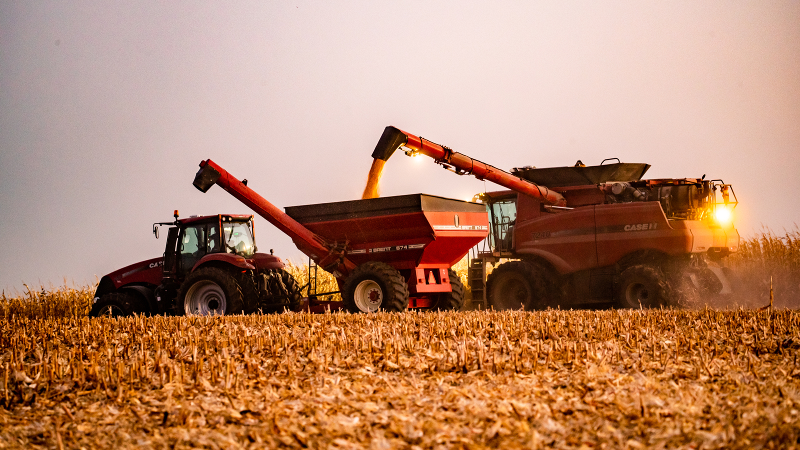 Combine harvesting wheat