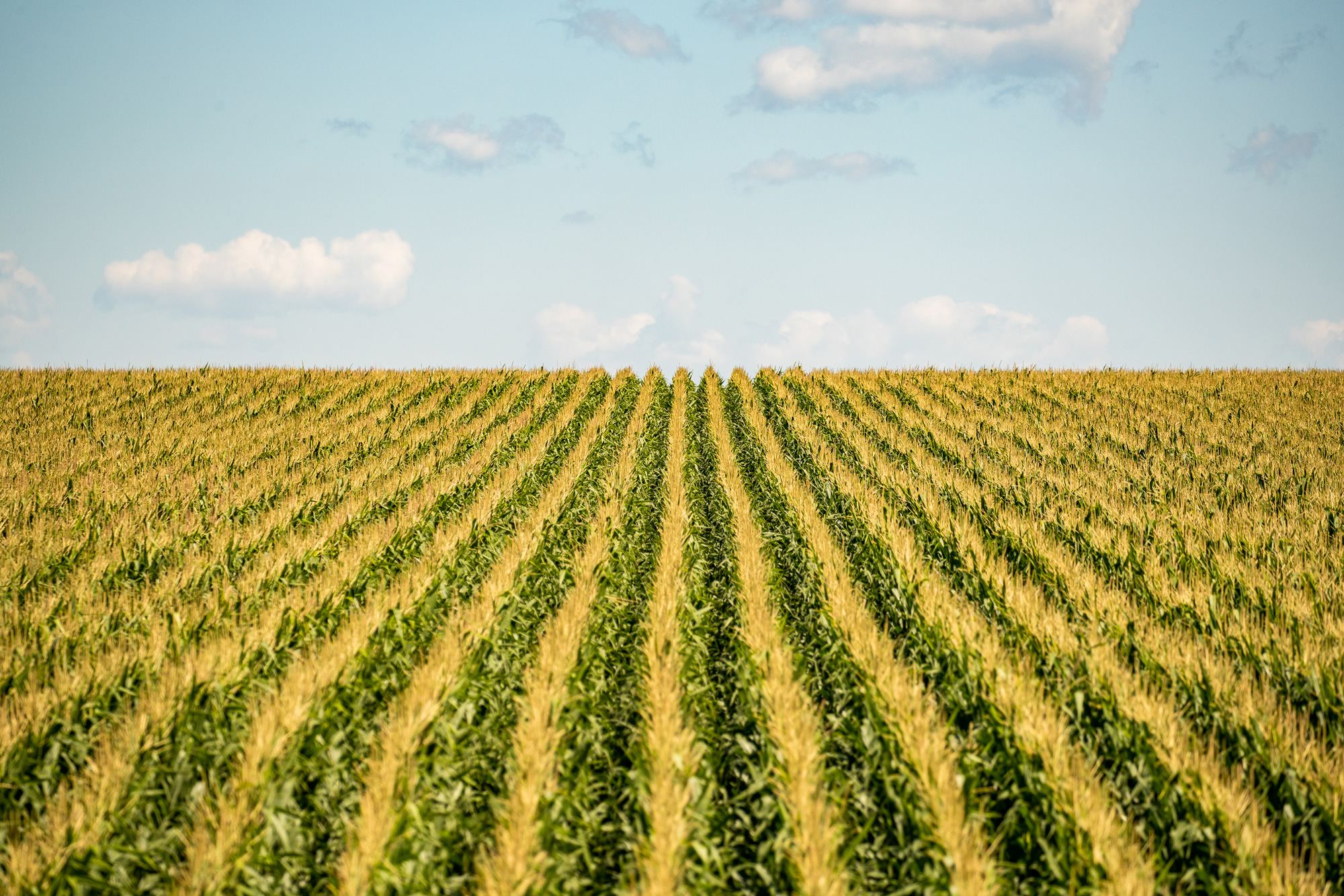 Corn field ready for harvest