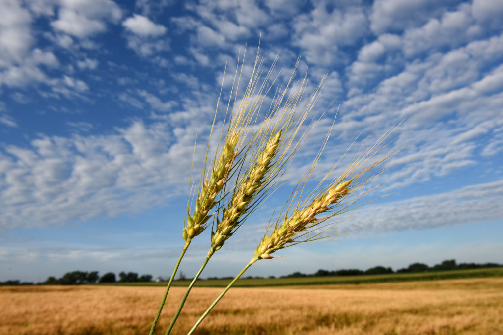 Wheat stalks under a cloudy blue sky