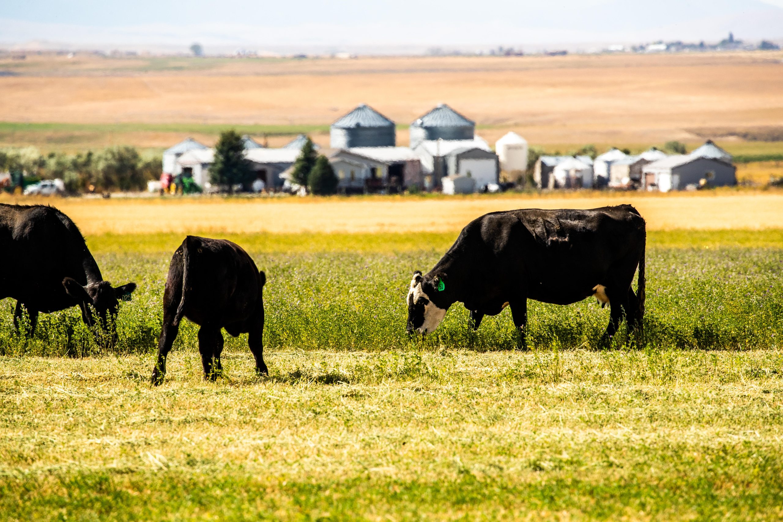 Two beef cattle and calf grazing in a green field with farm buildings in the distant background