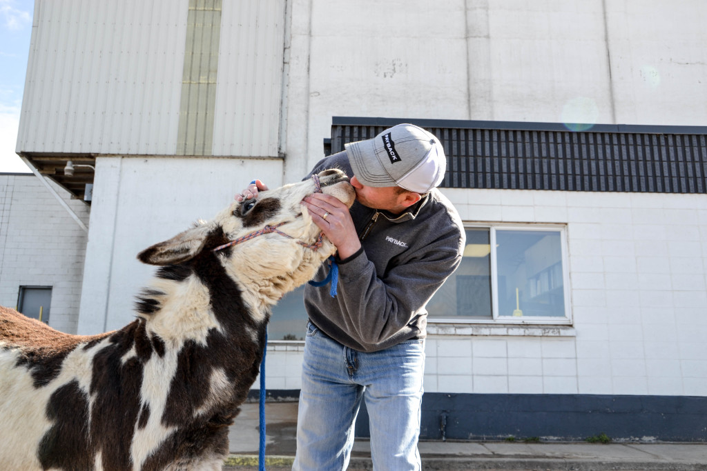 Man kissing snout of spotted cow
