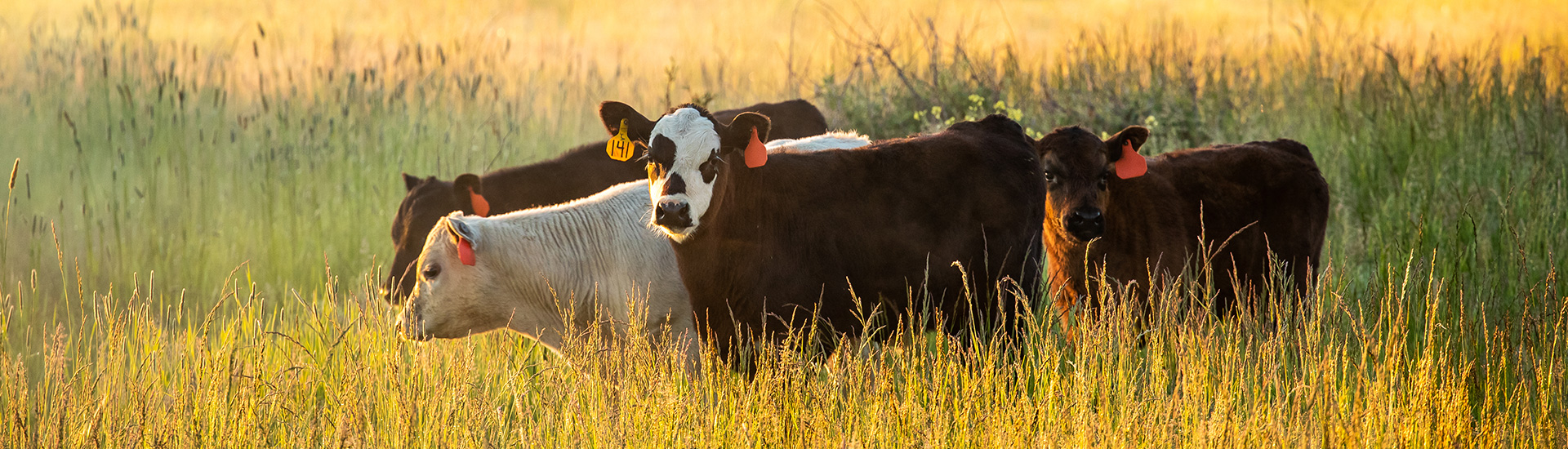 Cattle grazing