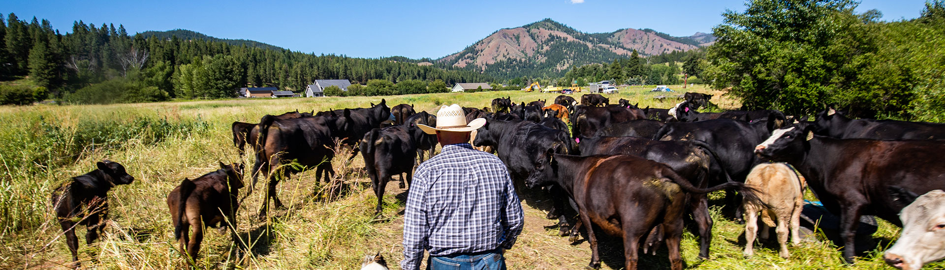cattle grazing with a farmer walking behind