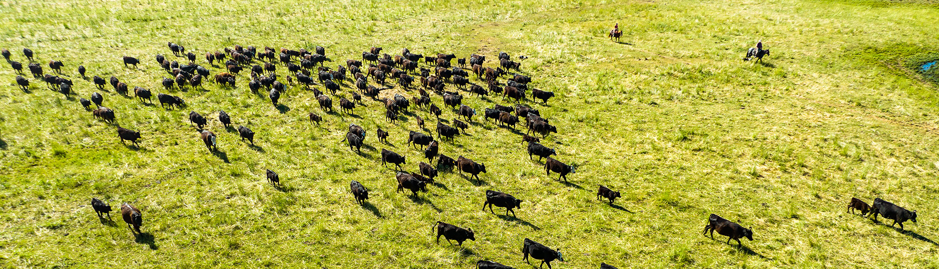 cattle grazing