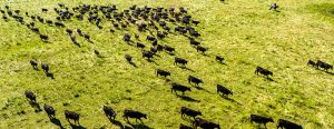 cattle grazing