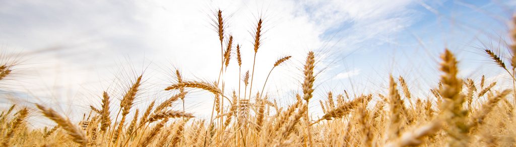 Receive market alerts - CHS Southwest Grain